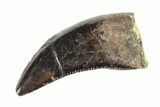 Serrated, Tyrannosaur (Nanotyrannus) Tooth - Montana #338773-1